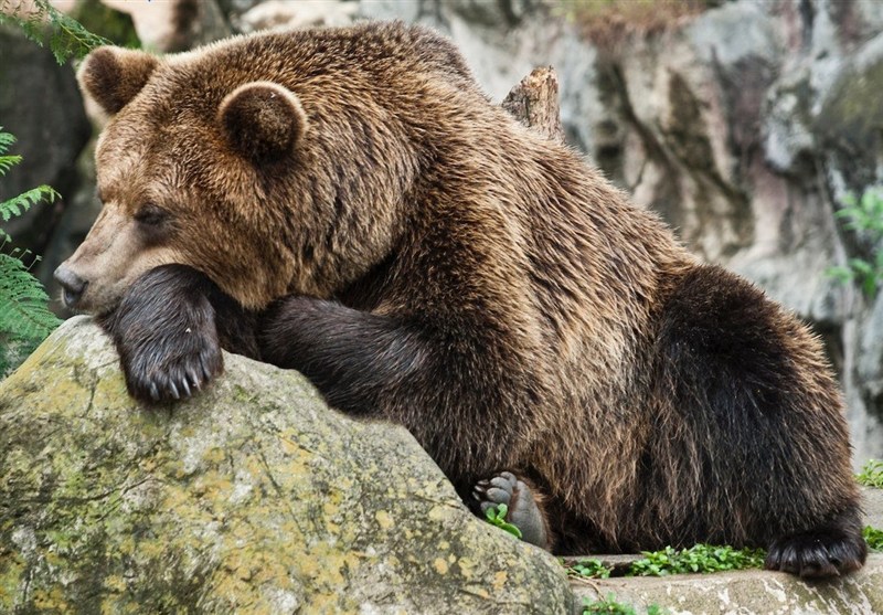 آخرین ضیافت خرس‌ها در جنگل‌های هیرکانی